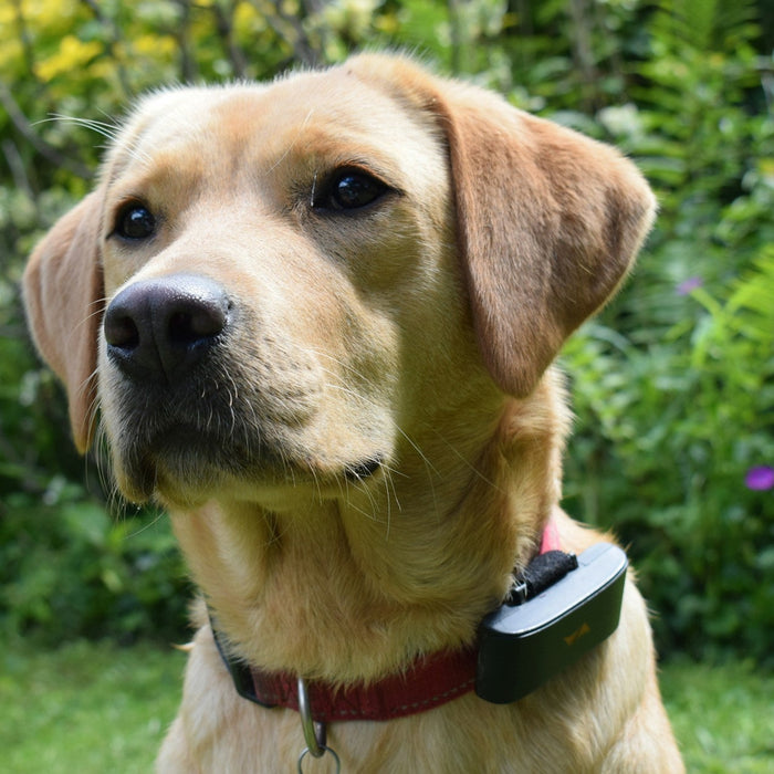 Dog GPS Tracker