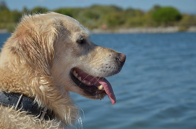 KEEP YOUR DOG COOL IN THE SUMMER HEAT