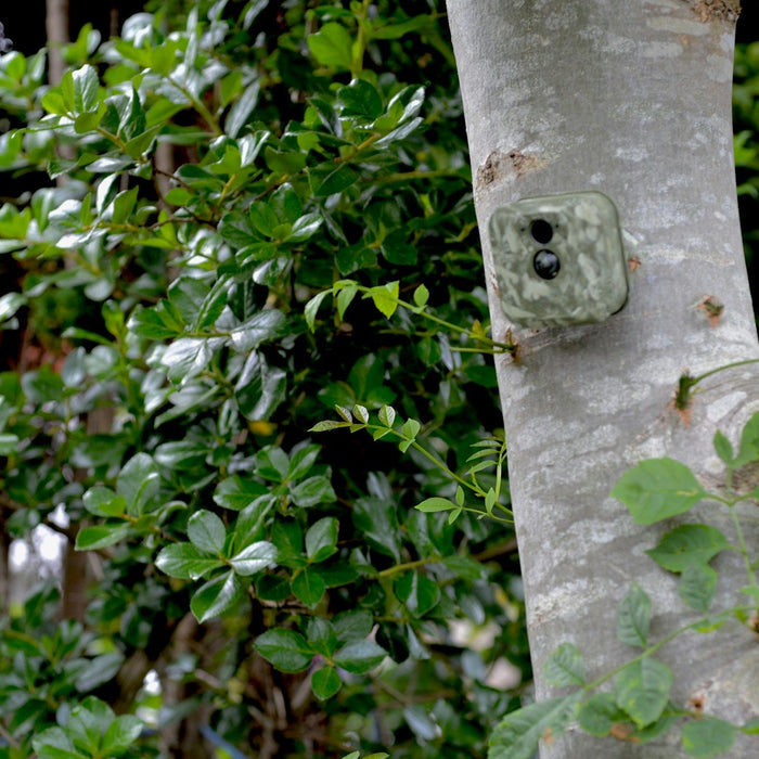 Trail Camera