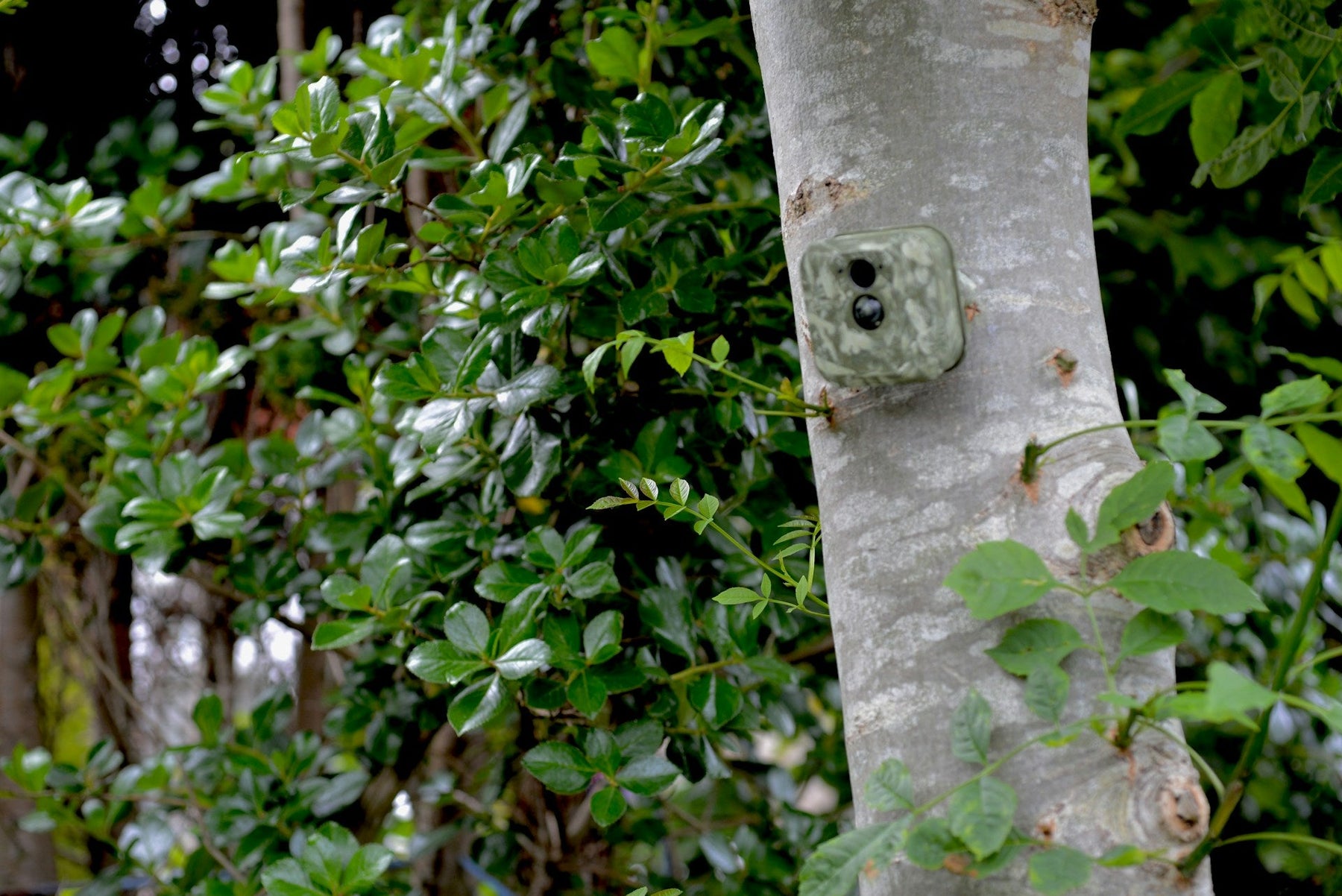 Trail Camera Setup