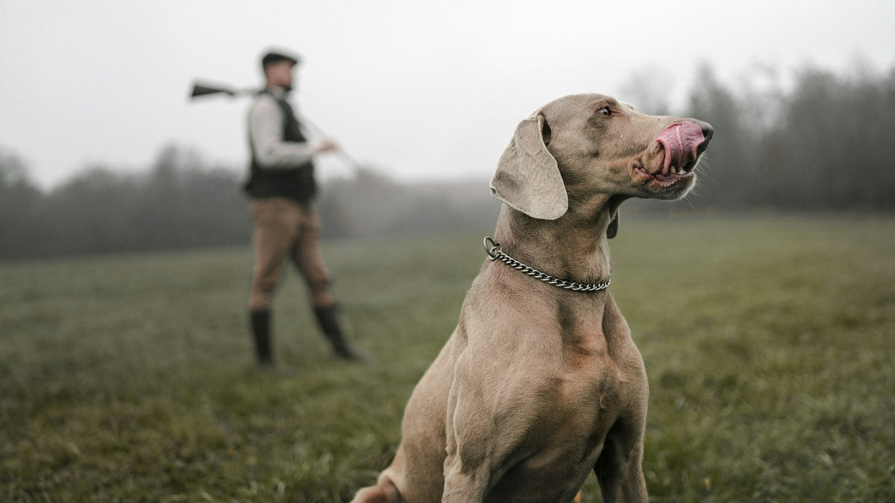 Hunting Dog