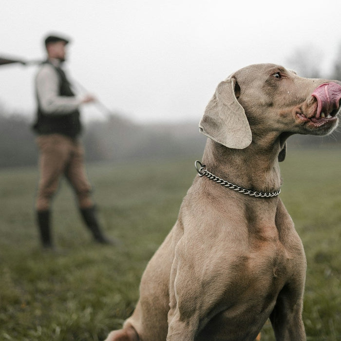 Hunting Dog