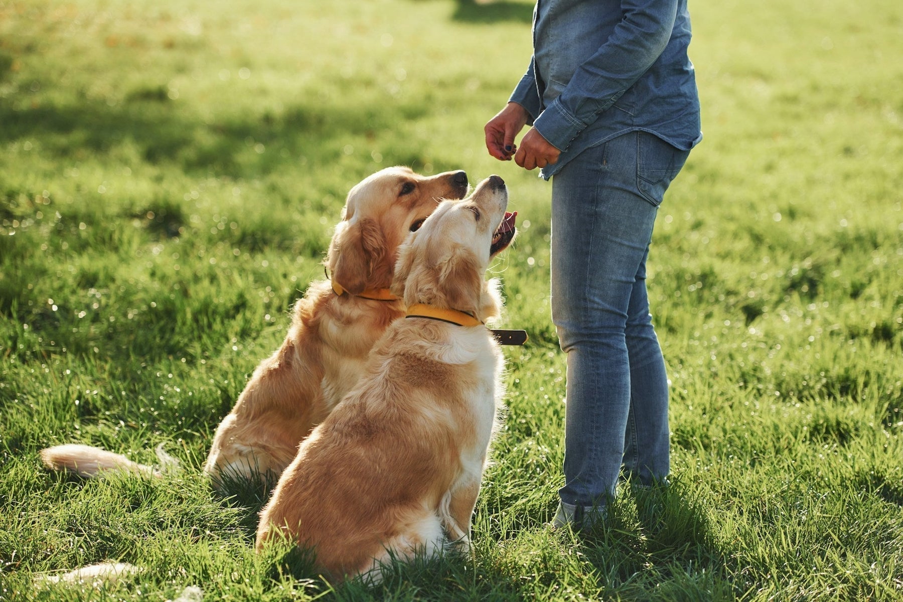 Retriever Training