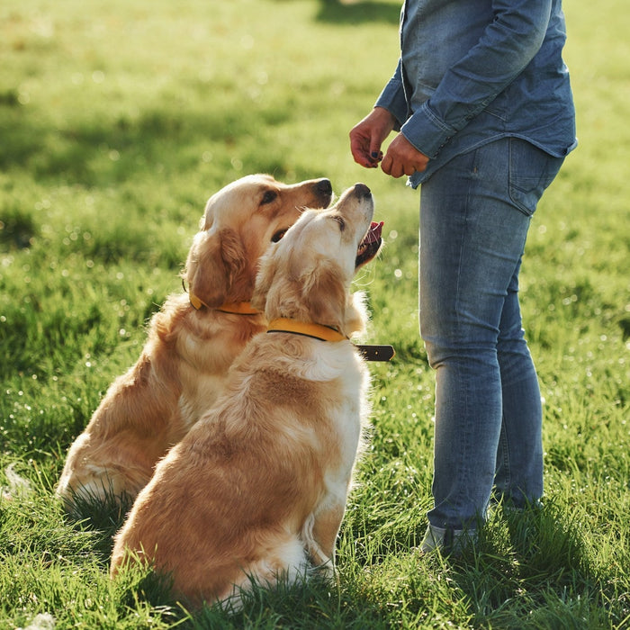 Retriever Training