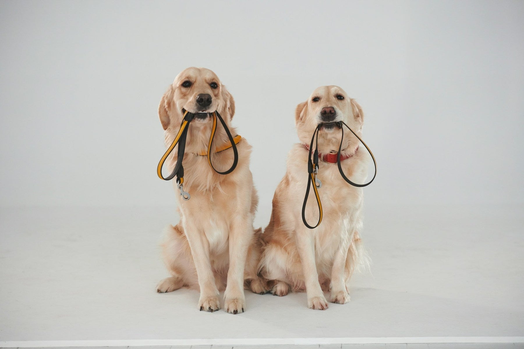 Retrievers