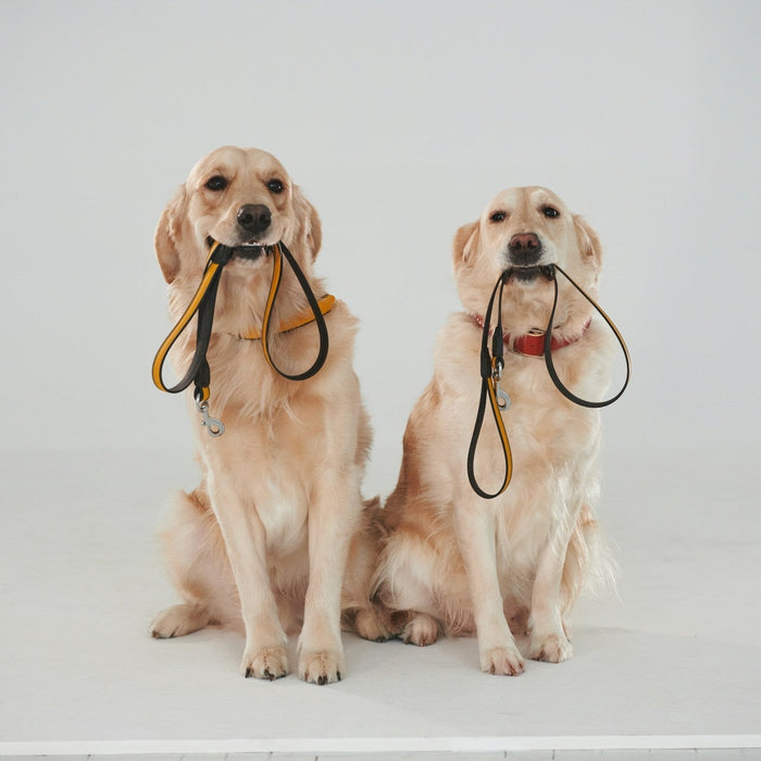 Retrievers
