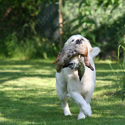 Choosing the Best Dog for You