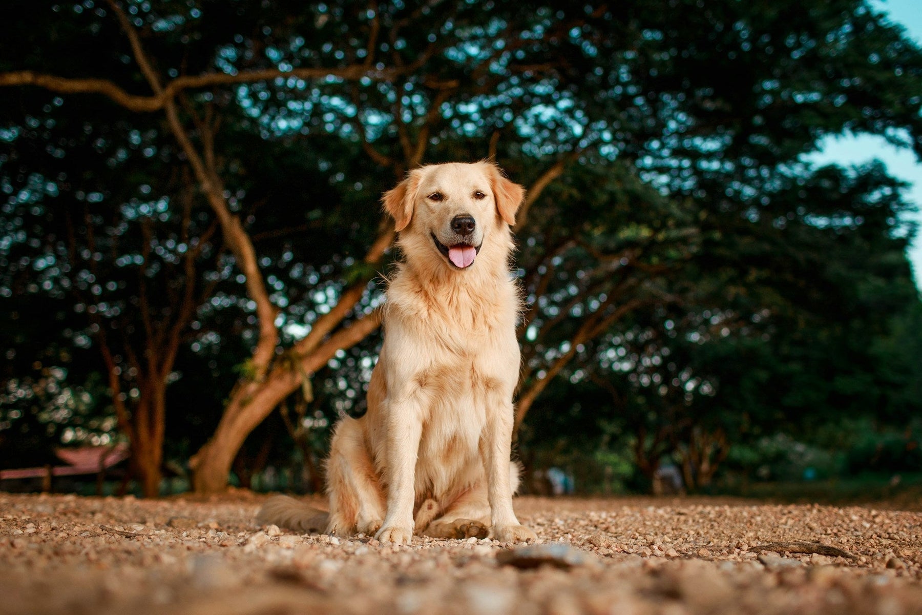 Retriever Training
