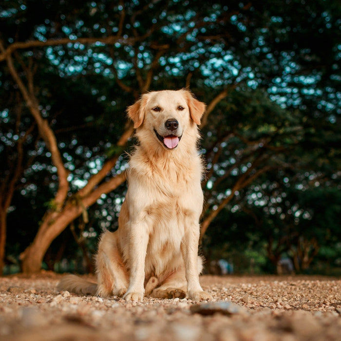 Retriever Training