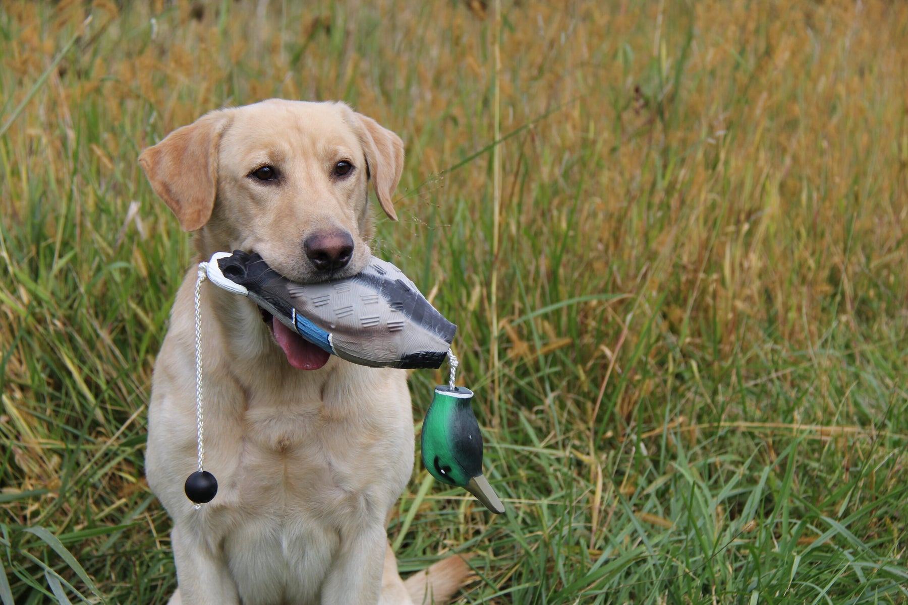 Retriever Hunt Tests