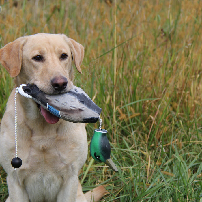 Retriever Hunt Tests