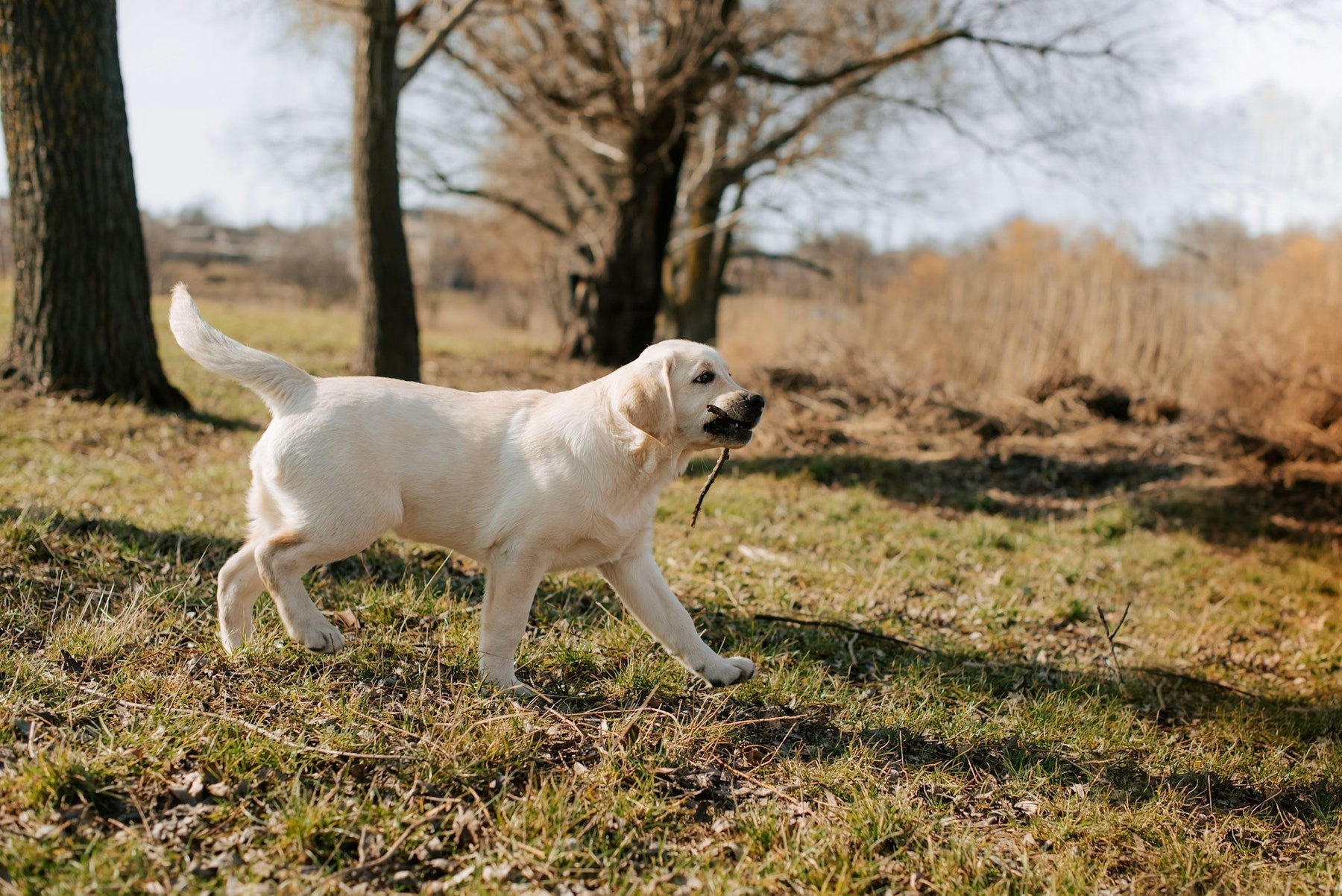 dog training