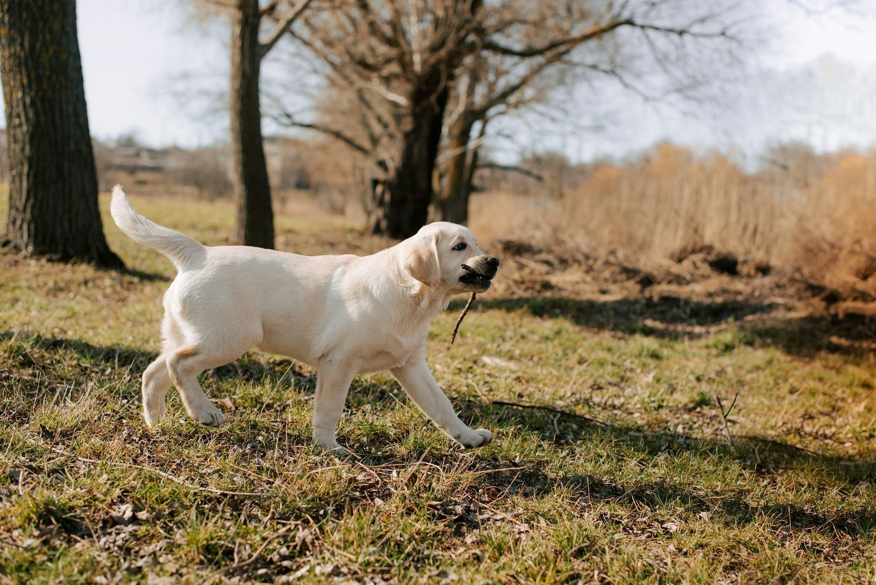dog training