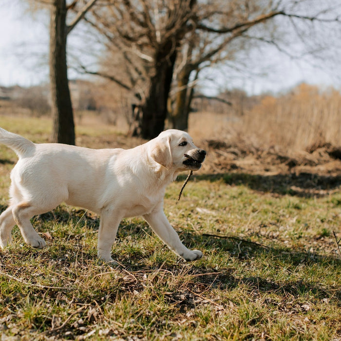 dog training