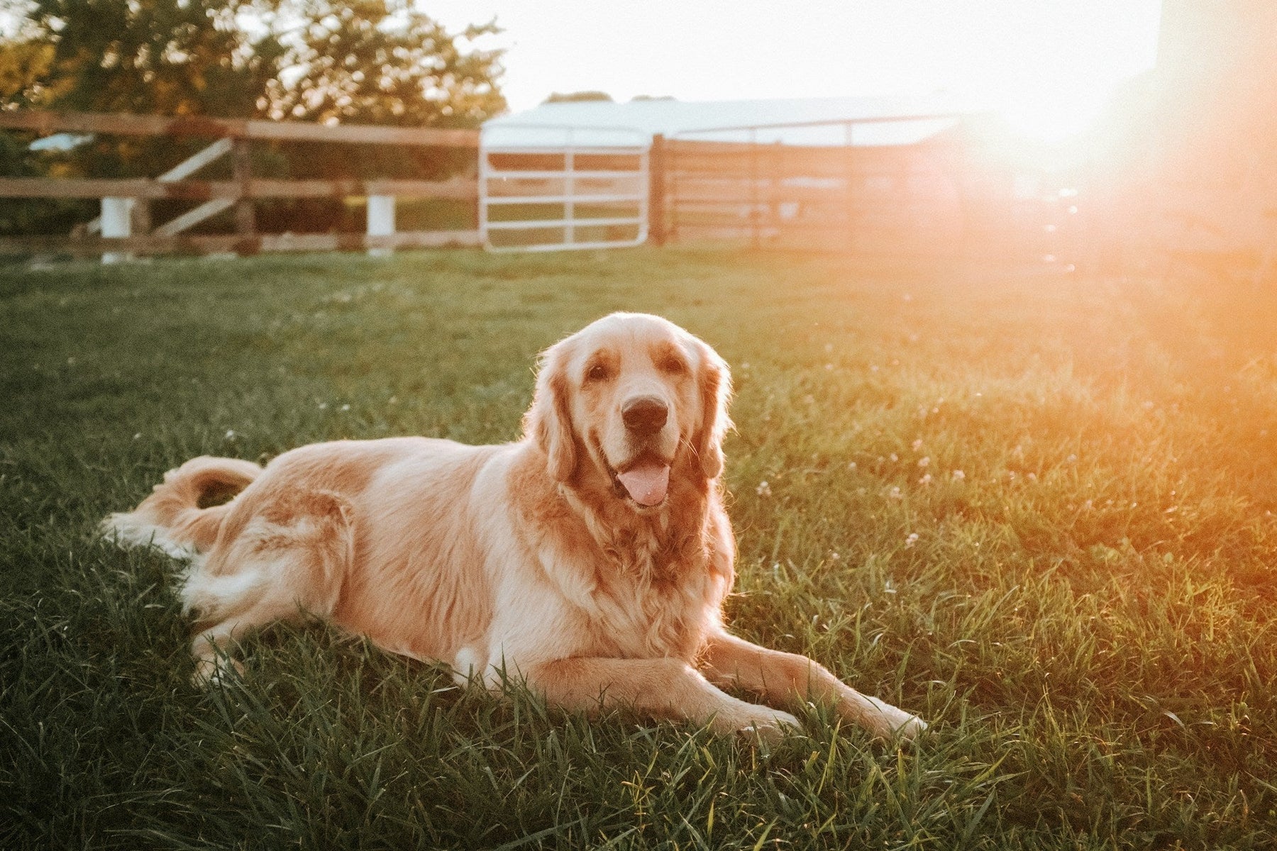 Retriever