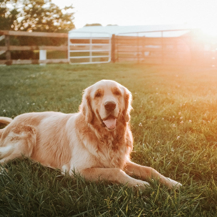 Retriever