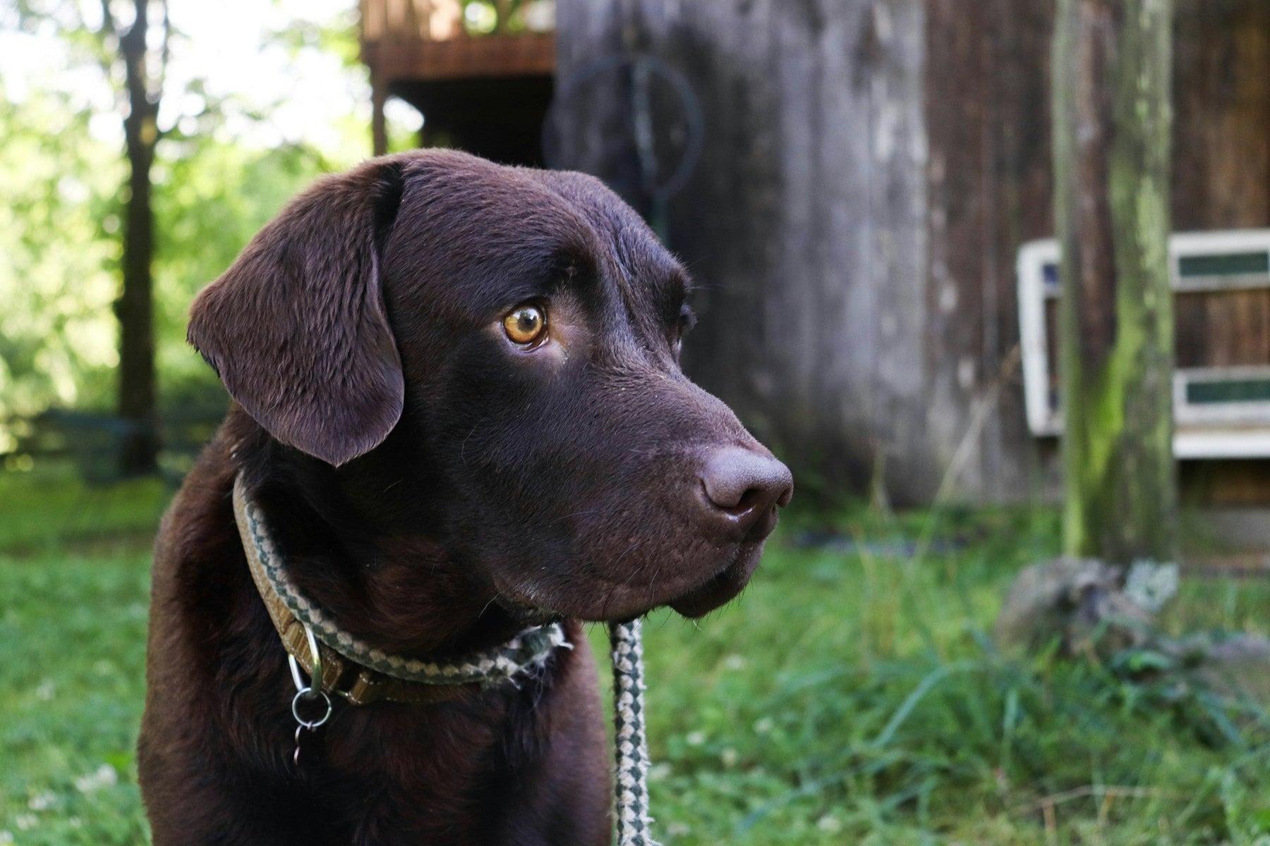 Hunting Dog