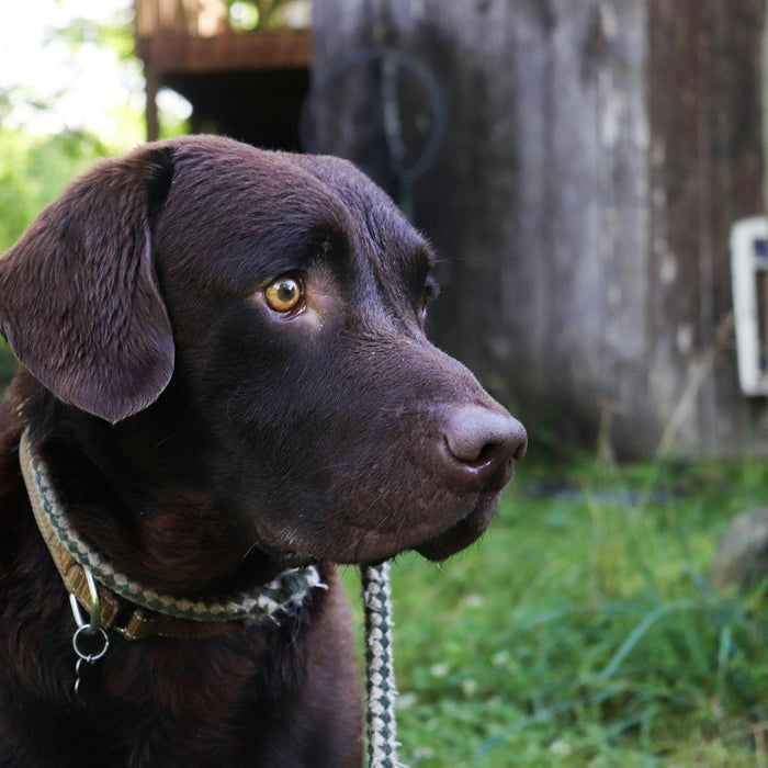Hunting Dog