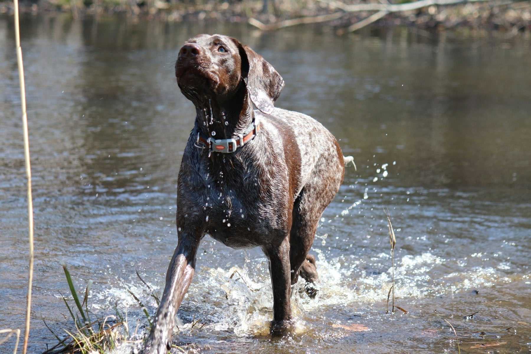 hunting dog