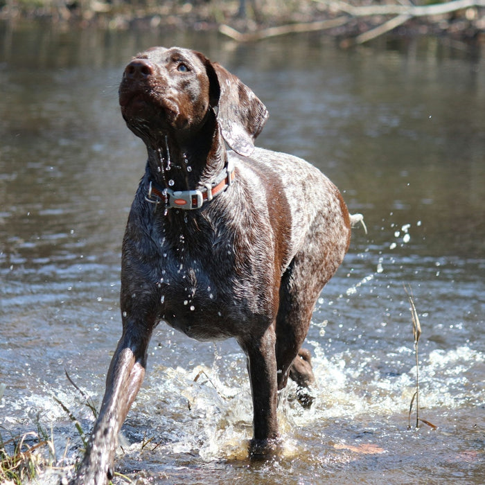 hunting dog