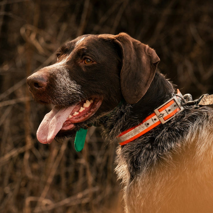 hunting dog