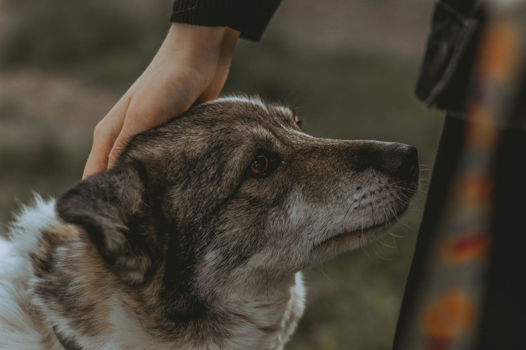 Dog Training Whistles