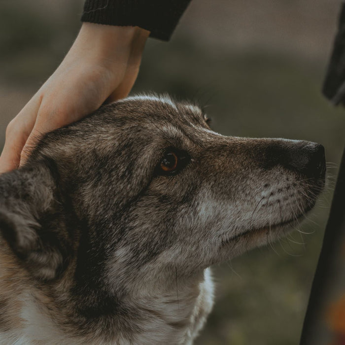 Dog Training Whistles