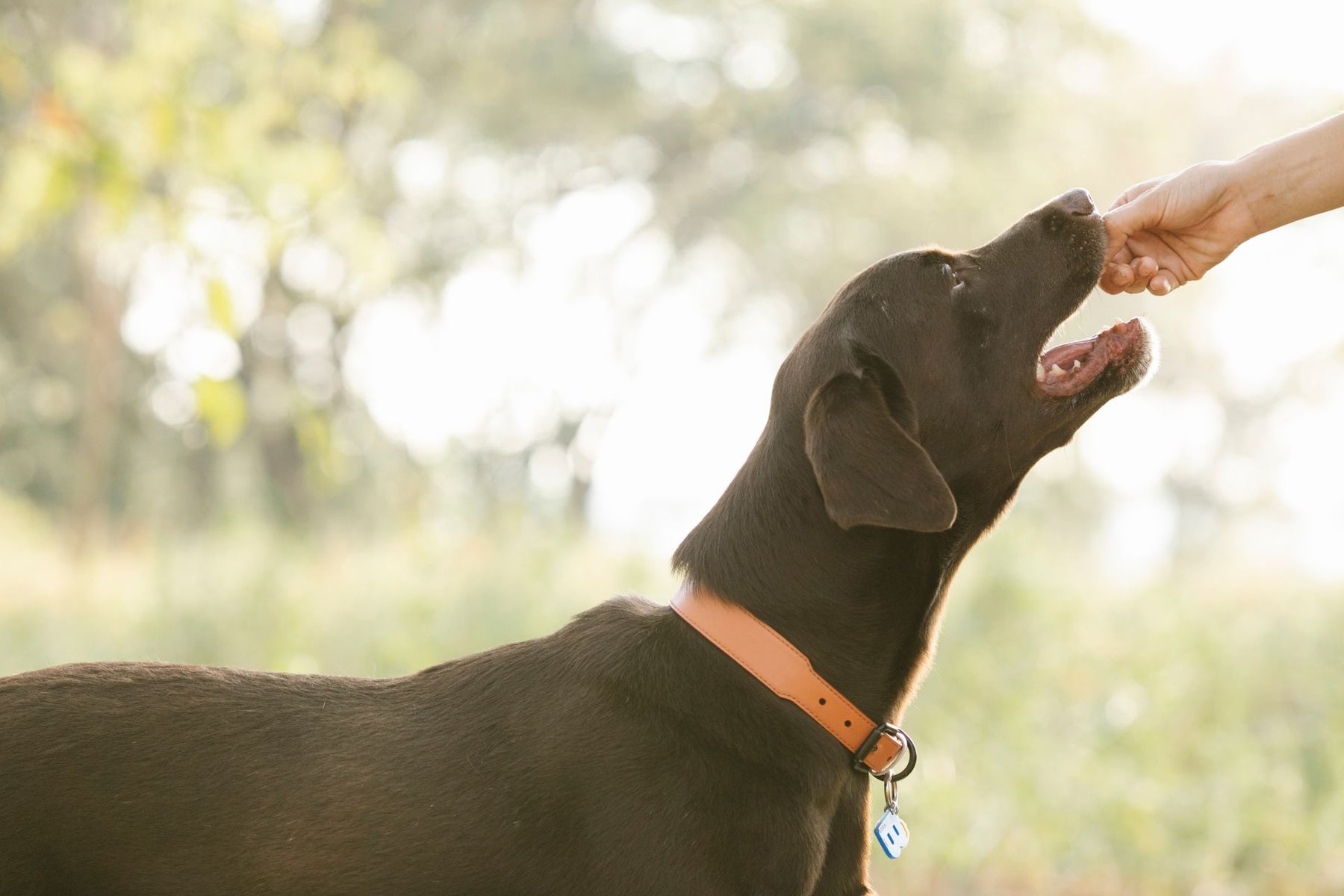 High-Energy Dog Food