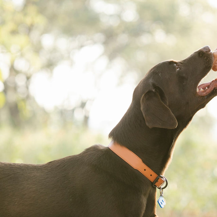 High-Energy Dog Food