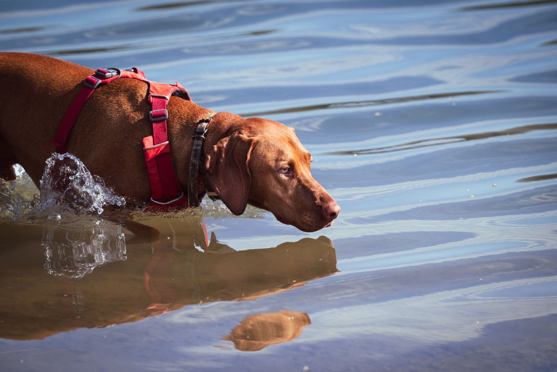 Hunting Dog Supplements