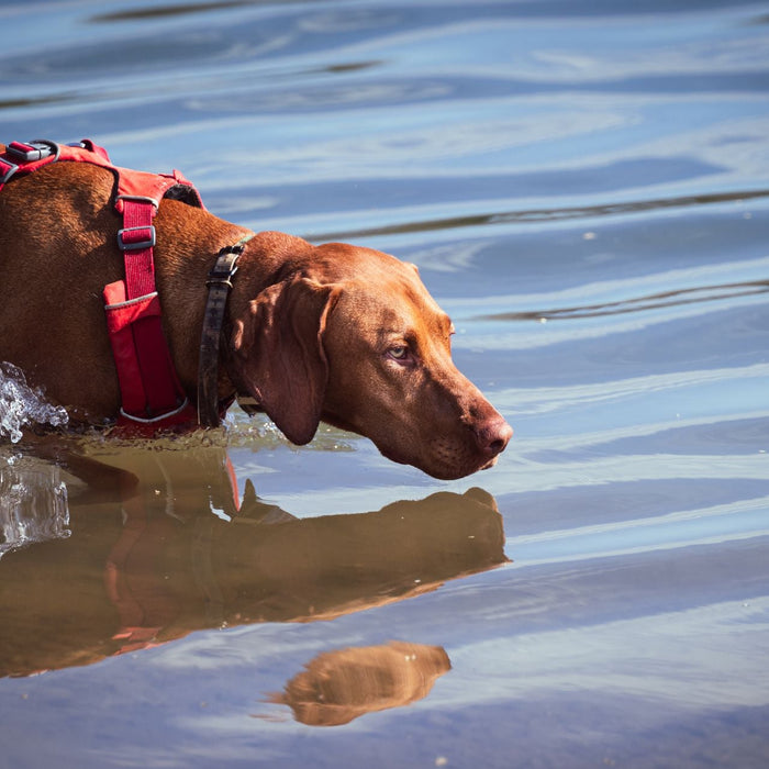 Hunting Dog Supplements