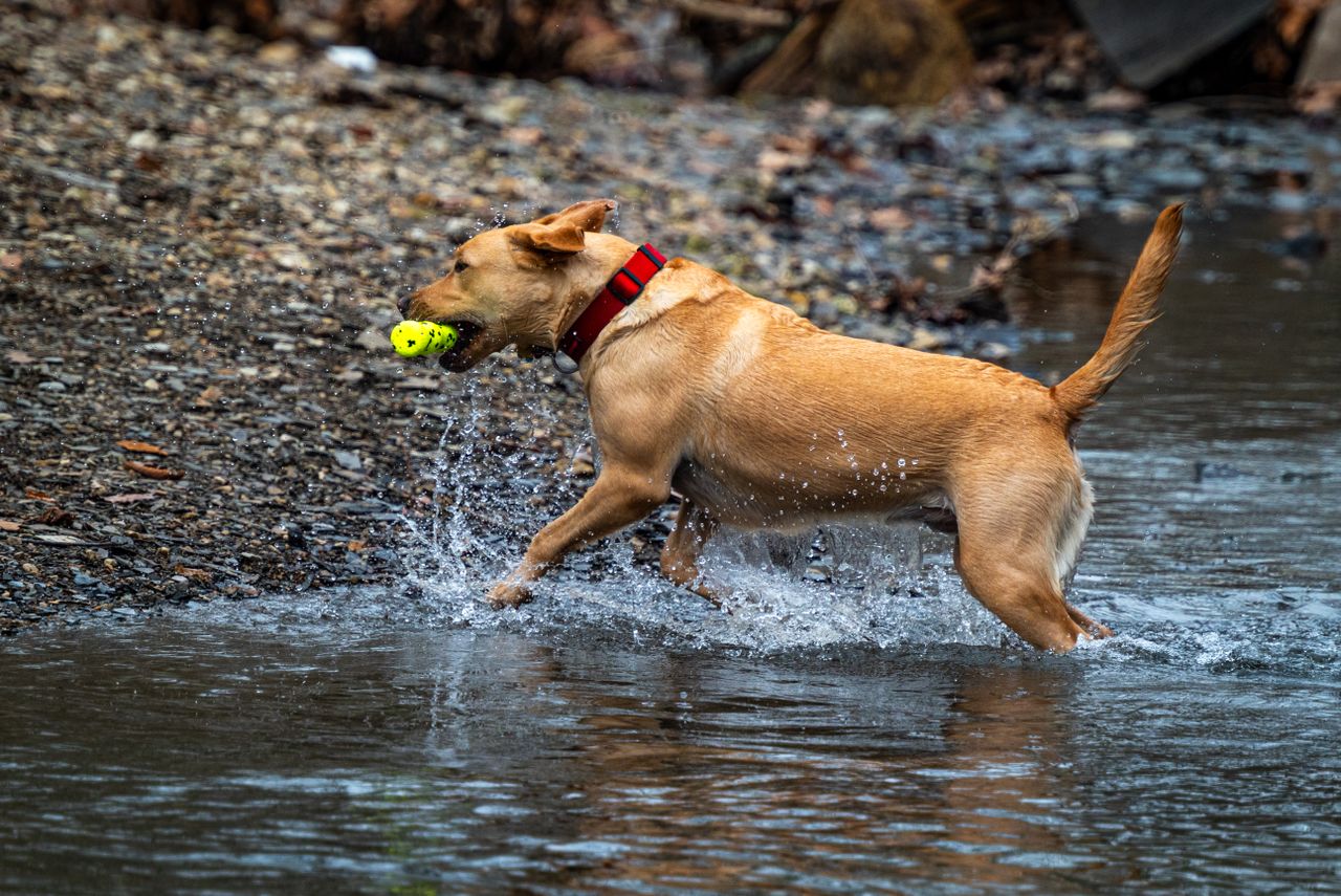 Retriever Training Dummies 