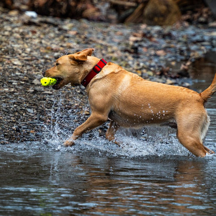 Retriever Training Dummies 