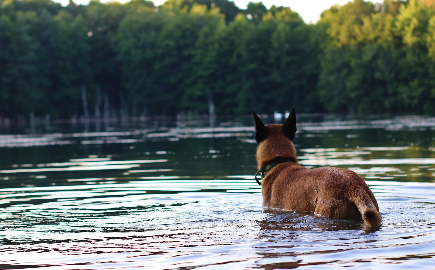 Hunting Dog Leash Systems: Slip Leads, Couplers, Traffic Leads, and Stake-Outs