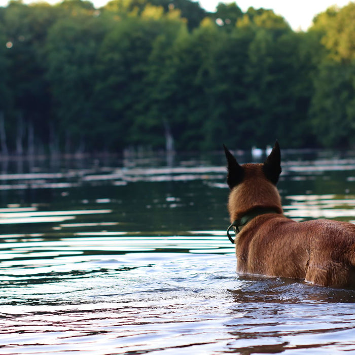 Hunting Dog Leash Systems: Slip Leads, Couplers, Traffic Leads, and Stake-Outs