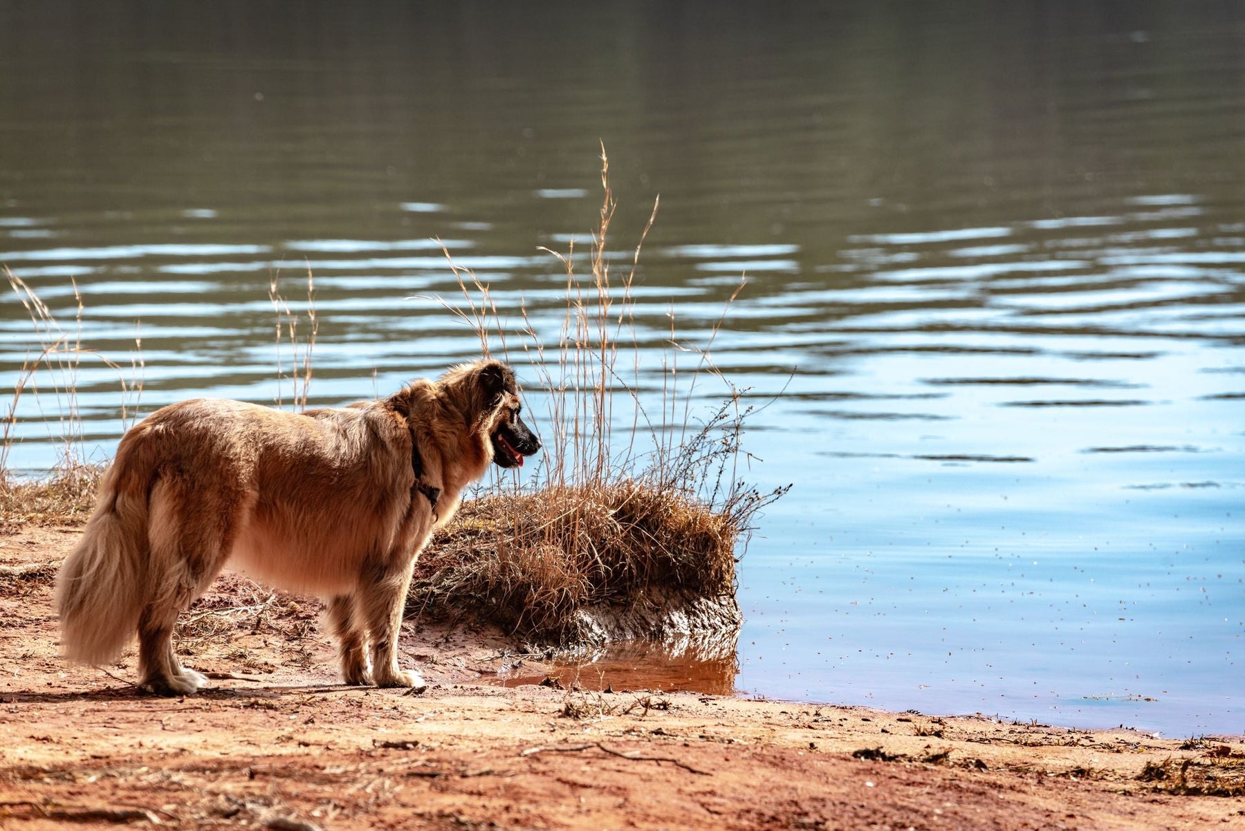First-Time Water Retrieves