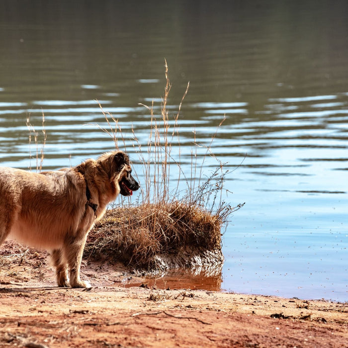First-Time Water Retrieves