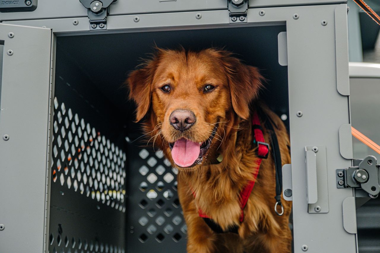 Hunting Dog Kennel 