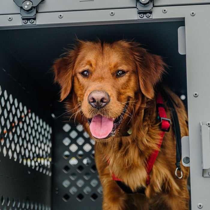 Hunting Dog Kennel 