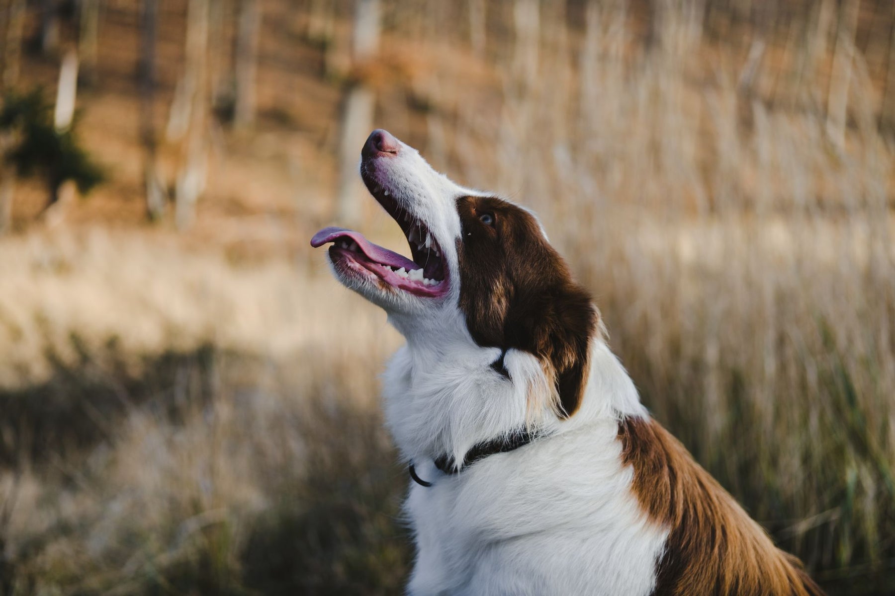 Bark Collar