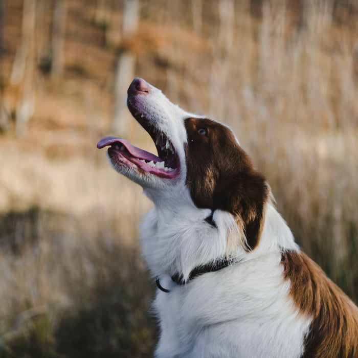 Bark Collar