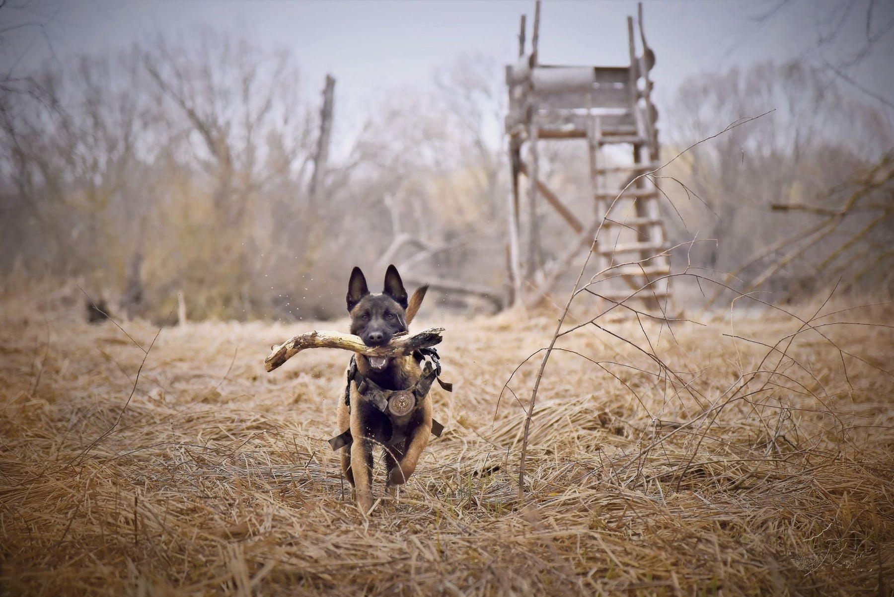 Dog Training Gear