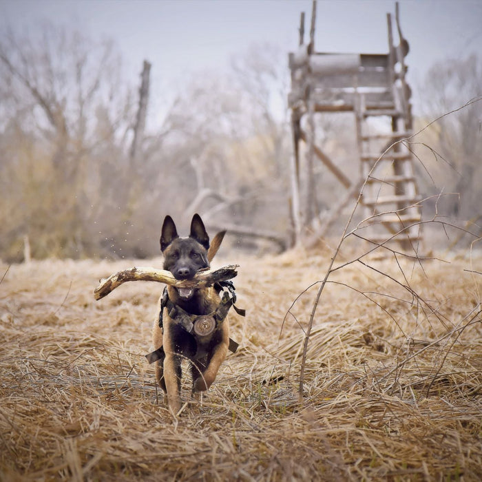 Dog Training Gear
