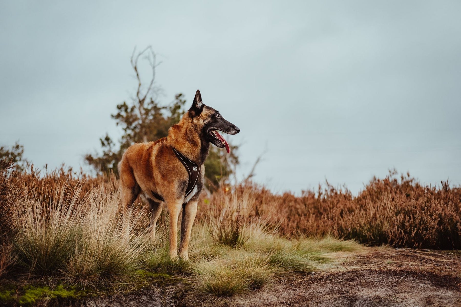 Dog Steadiness