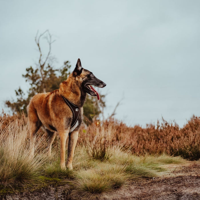Dog Steadiness