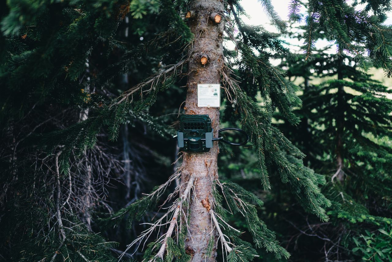 Trail Camera