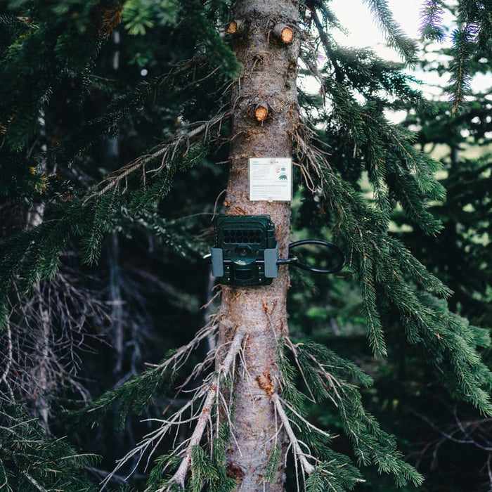 Trail Camera