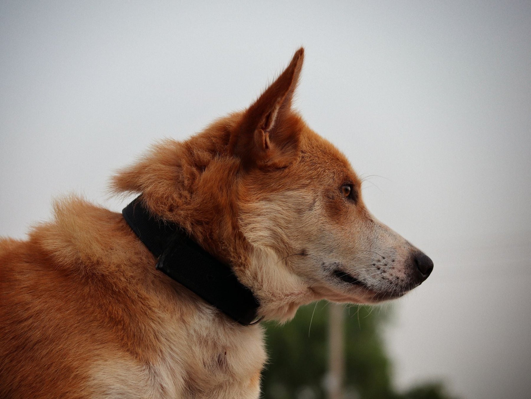 Dog Tracking Collars