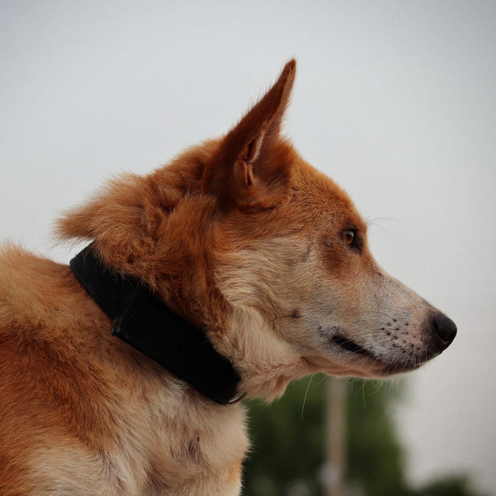 Dog Tracking Collars