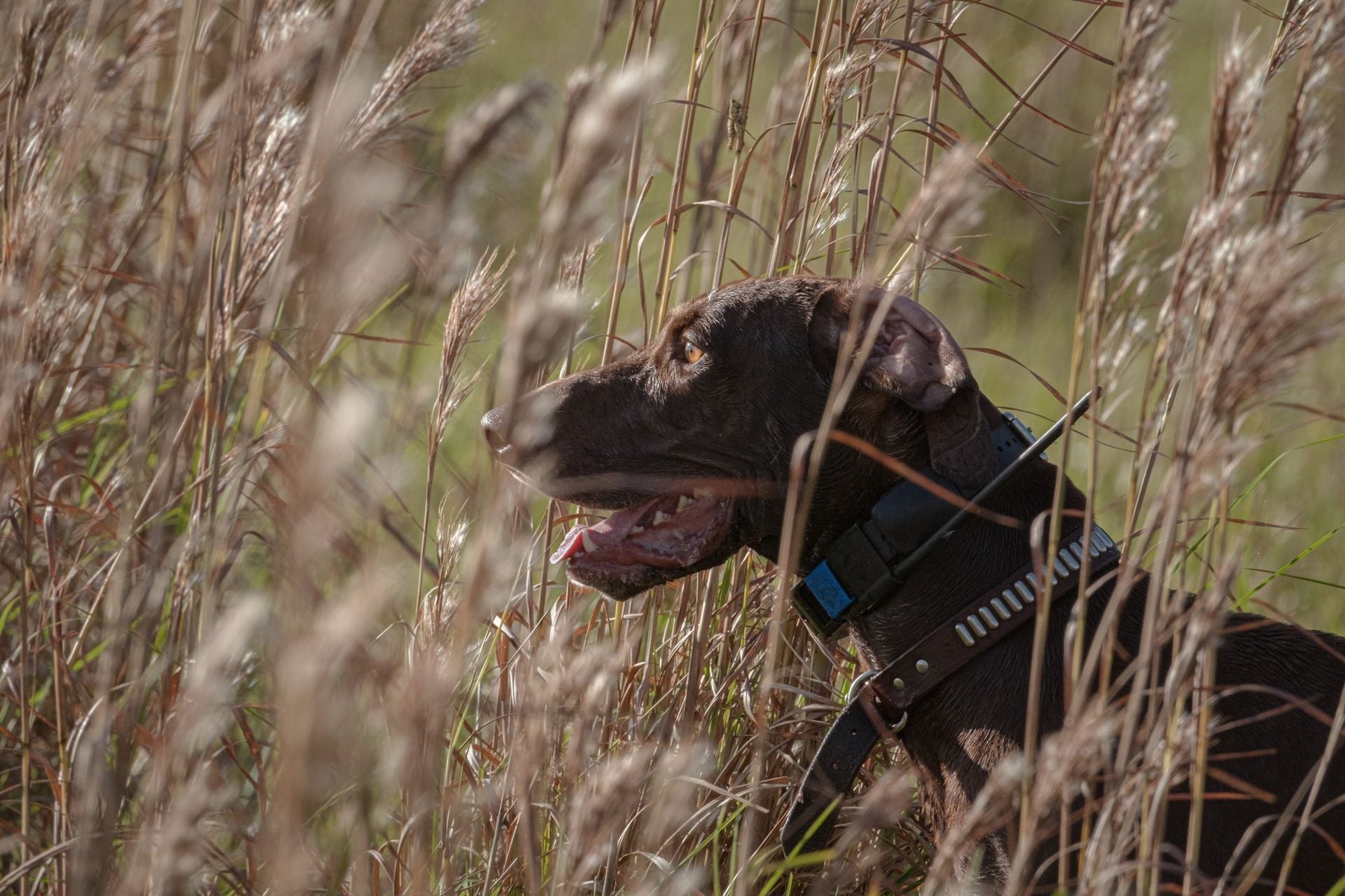 Hunting Dog E Collar